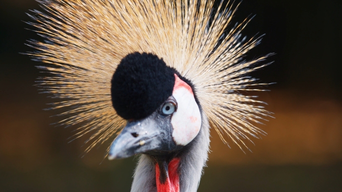 孔雀灰冠鹤白鹈鹕动物鸟类