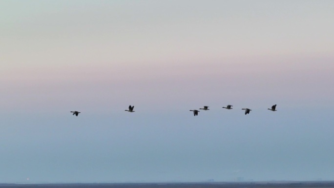 雁群迁徙飞行远景