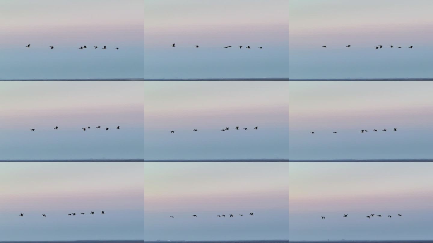 雁群迁徙飞行远景