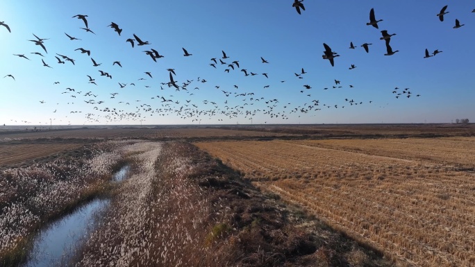 群鸟飞过金色田野