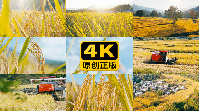 乡村唯美稻田高清实拍