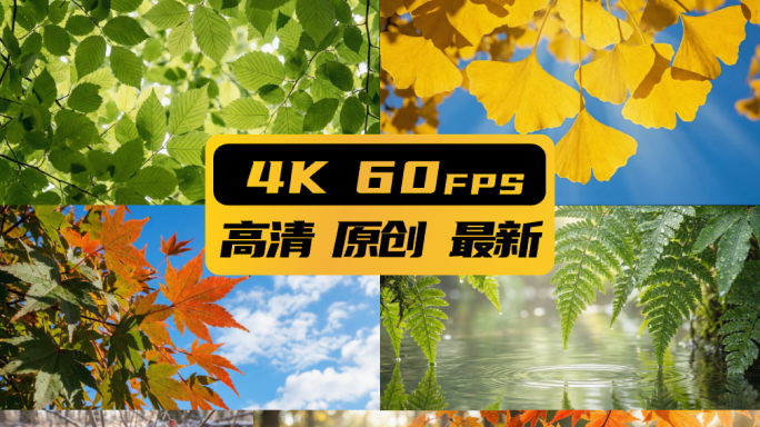 树叶绿叶落叶秋叶银杏叶枫叶绿色叶子唯美