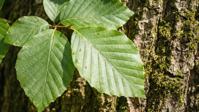 树叶绿叶落叶秋叶银杏叶枫叶绿色叶子唯美