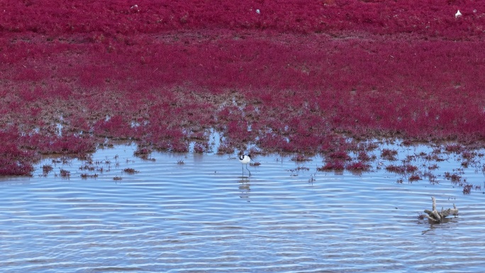 4k青藏高原湿地的反嘴鹬 红草滩 红海滩