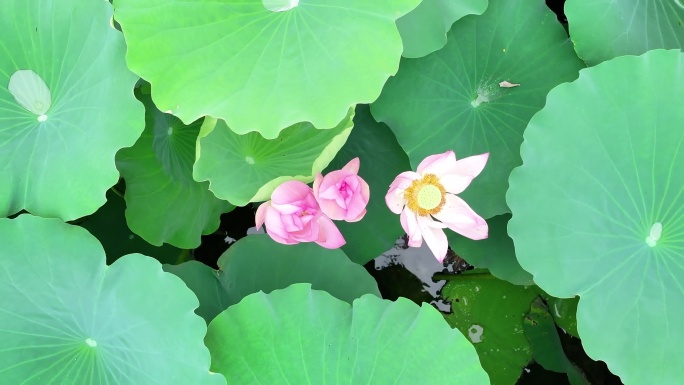 夏日荷塘荷花盛开航拍