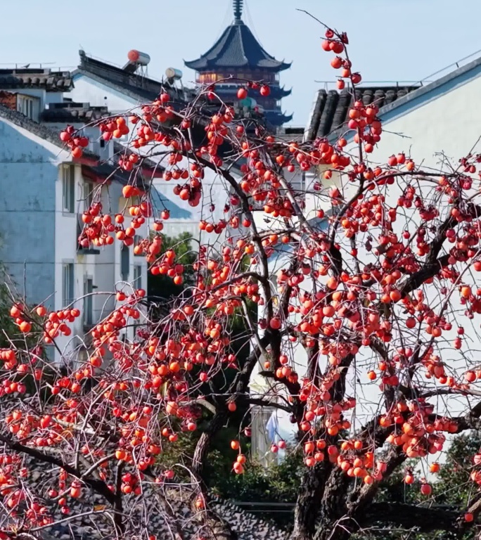 北寺塔与鸽子柿子同框