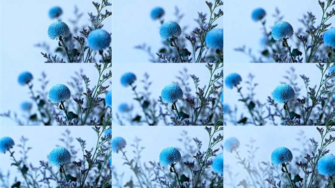 蓝色球形花特写