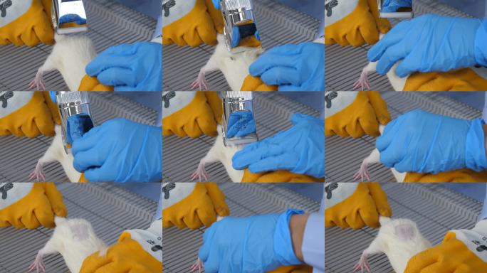 白鼠实验操作过程 小白鼠剃毛