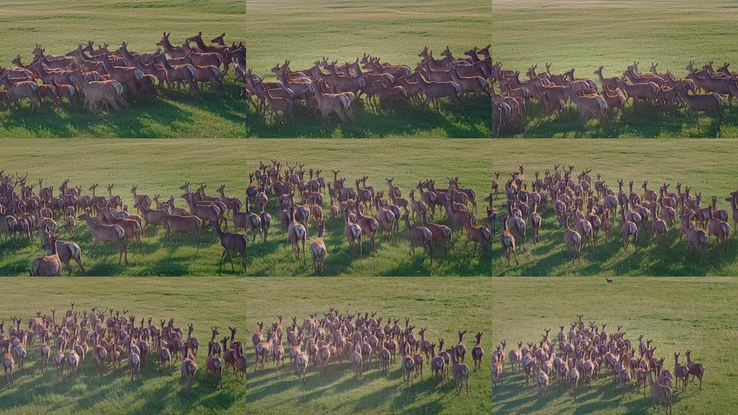 草原鹿群迁徙航拍