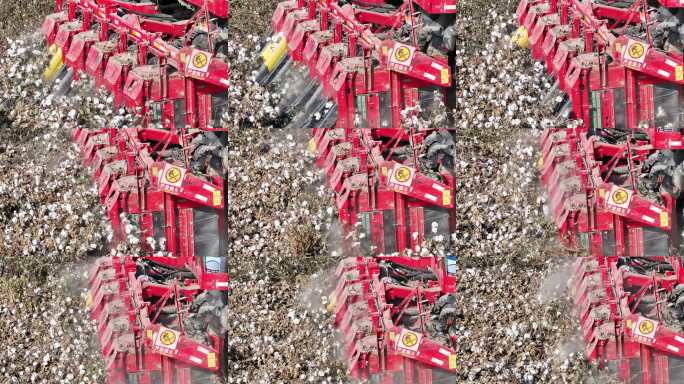 莎车县 巴格阿瓦提乡棉花地