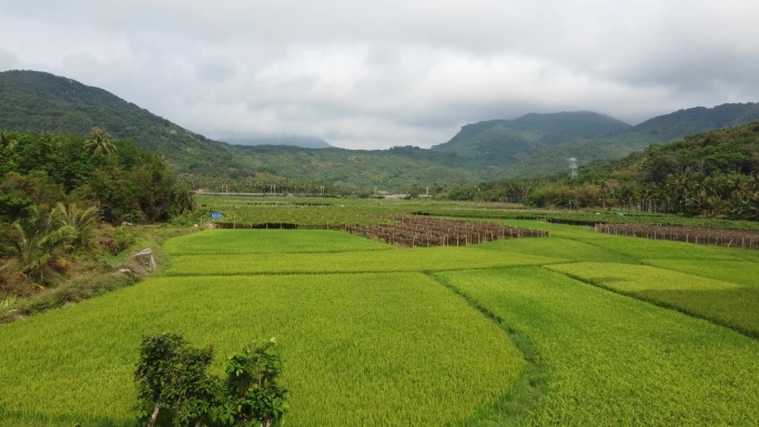 航拍稻田自然景观