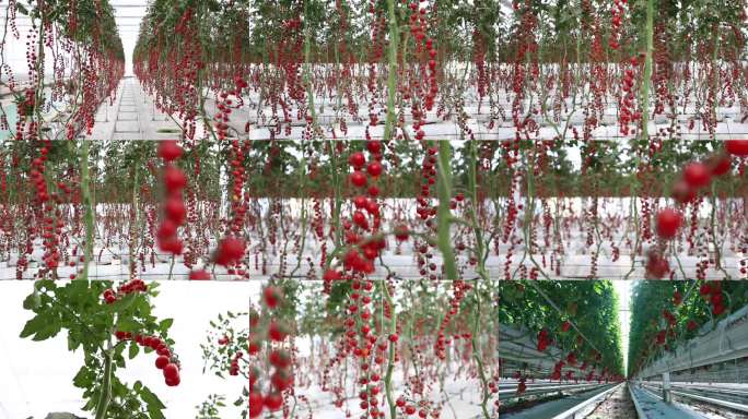 温室樱桃番茄种植园