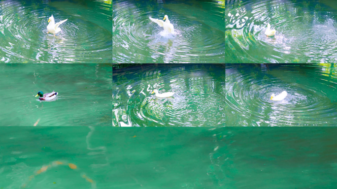 白鸭戏水溅水花 绿头鸭游弋池塘