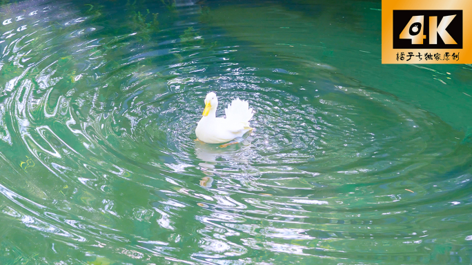 白鸭戏水溅水花 绿头鸭游弋池塘