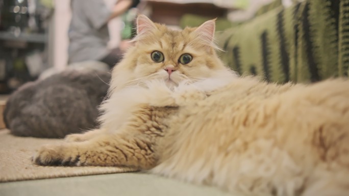 萌宠猫咪慵懒日常