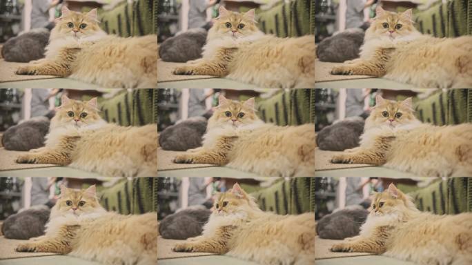 萌宠猫咪慵懒日常