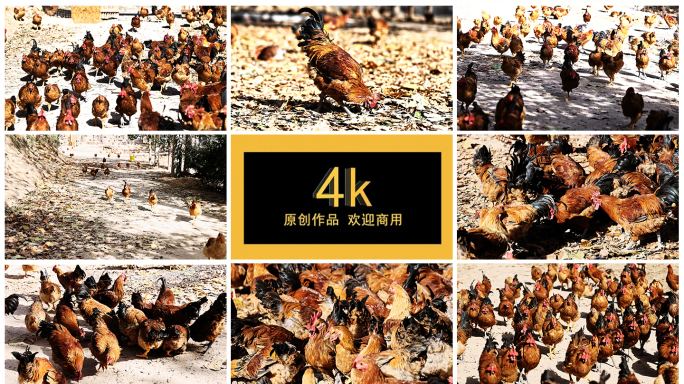4k 散养鸡  鸡群 养鸡  鸡窝