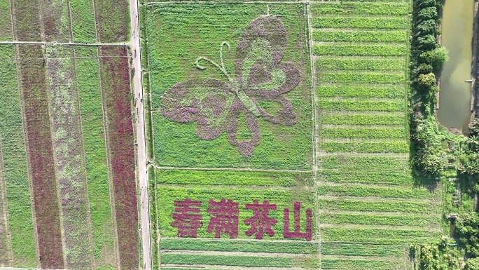 东莞茶山上园稻田花海游人-航拍