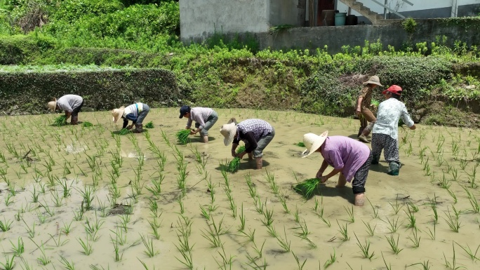 水田插秧农耕画面