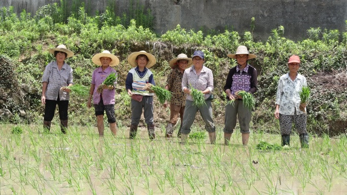 农田劳作的农民群体