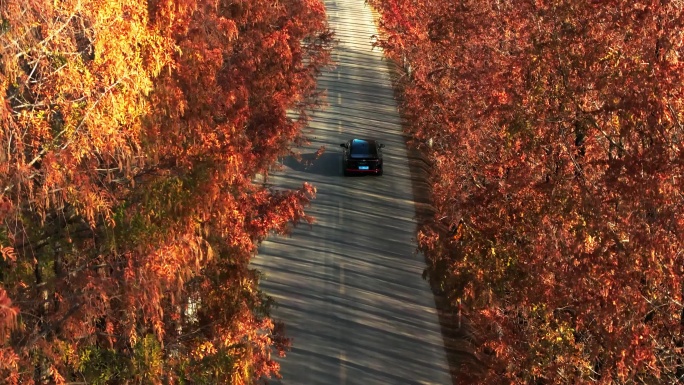 宝鸡最美农村公路秋景