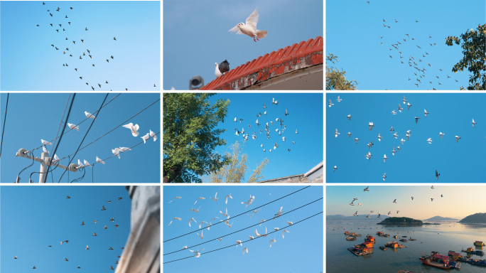 鸽子飞翔 一群鸽子飞过 飞鸟 白鸽 自由