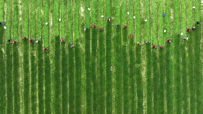 航拍农民田间采摘蔬菜 诗意劳作场景