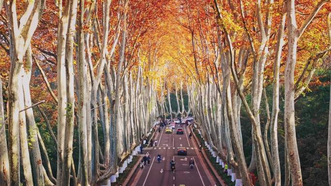 南京钟山风景区 梧桐大道 梧桐树