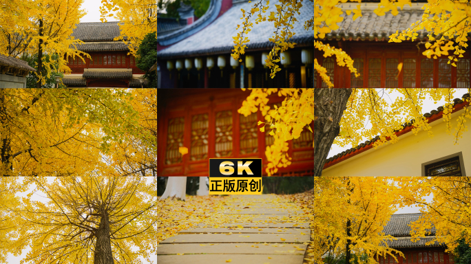 6K银杏叶唯美秋天空镜银杏落叶红墙古建筑