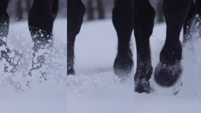 景深：特写冬季时期，马腿行走在柔软雪地上的细节