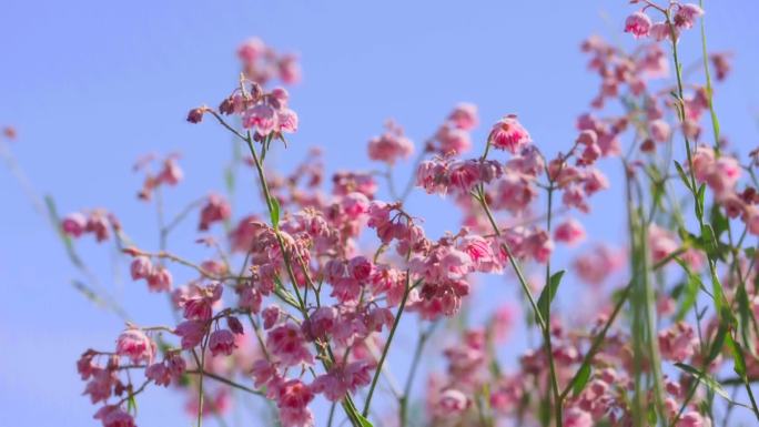 新疆罗布麻花海采摘罗布麻茶叶产业