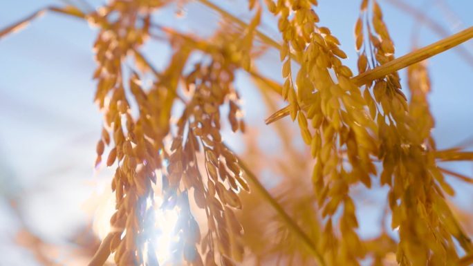 天津宝坻小站稻丰收