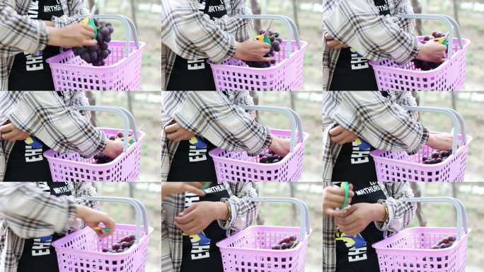 果园丰收采摘场景