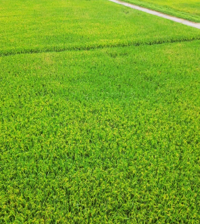 绿色稻田航拍视频