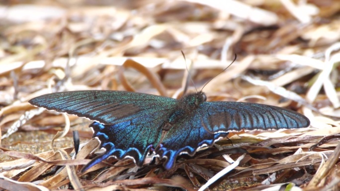 高山黑凤蝶 - Papilio maackii (千岛群岛)