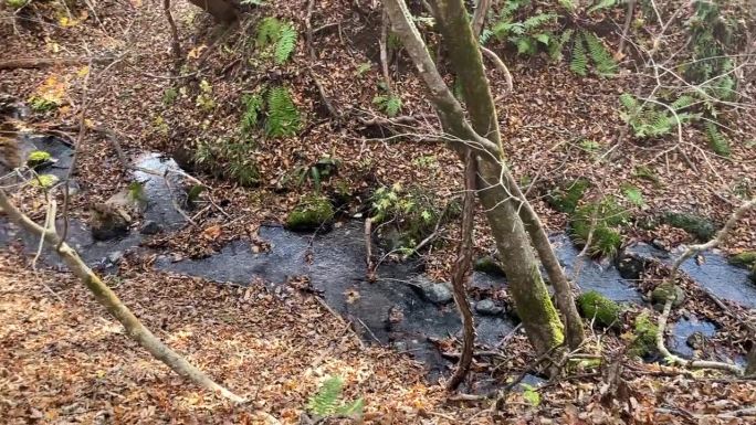冬季来临前，清澈的溪流流经泉岳堂中腹的阔叶林。