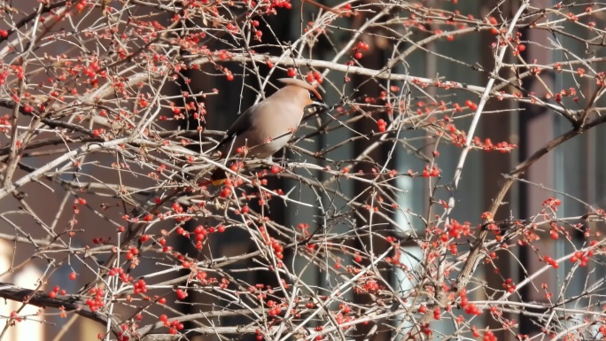 窗前红果太平鸟