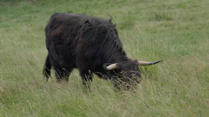 高地牛，黑色草地，多云