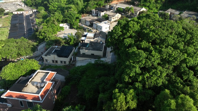 航拍南澳县树林中的建筑群