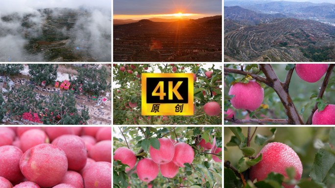 静宁苹果种植基地果农采摘丰收