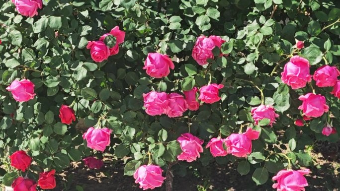 盛开的粉色玫瑰花墙