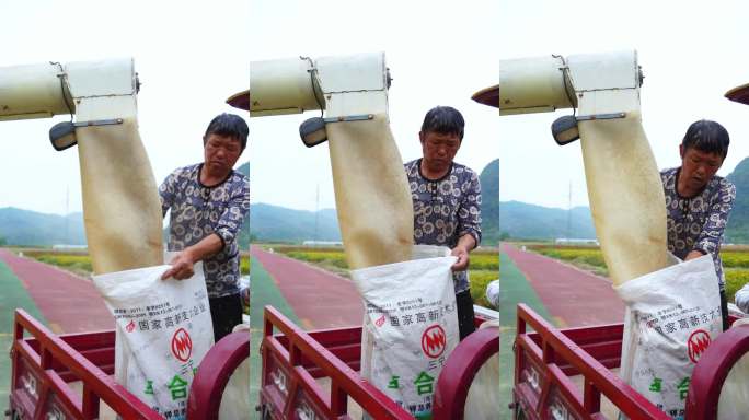 农民用机器装袋谷物