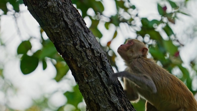 印度中部森林里的猕猴家庭在玩耍