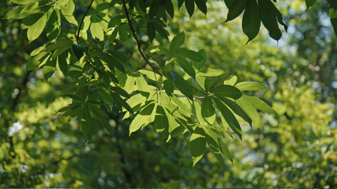 阳光树叶树荫光影斑驳唯美逆光夏日