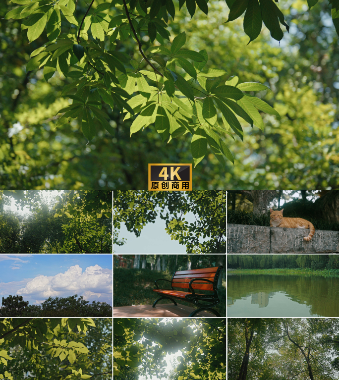 阳光树叶树荫光影斑驳唯美逆光夏日