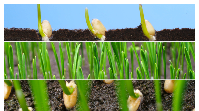 种子发芽生长过程 小麦发芽