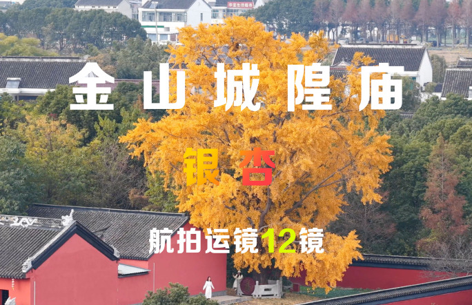 苏州金山城隍庙银杏航拍运镜12镜组合