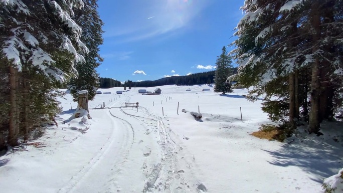 在覆盖着雪的云杉树之间，发现了一片雄伟的山地高原