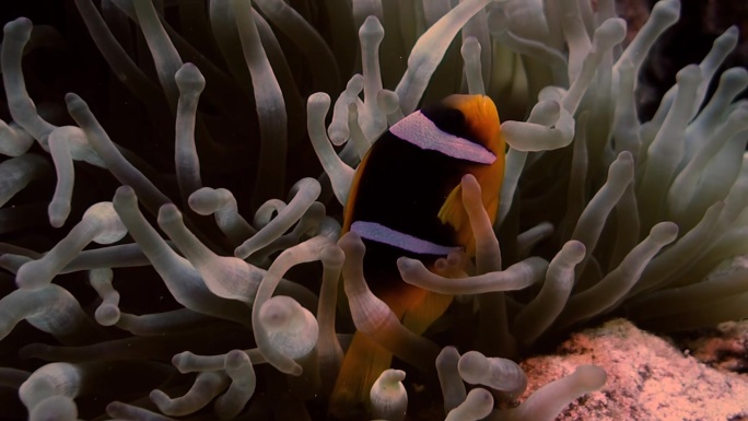 小丑鱼生活在海葵中，海葵用其刺细胞保护小丑鱼免受捕食者的侵害。这是互利共生的一个例子，不同动物物种通