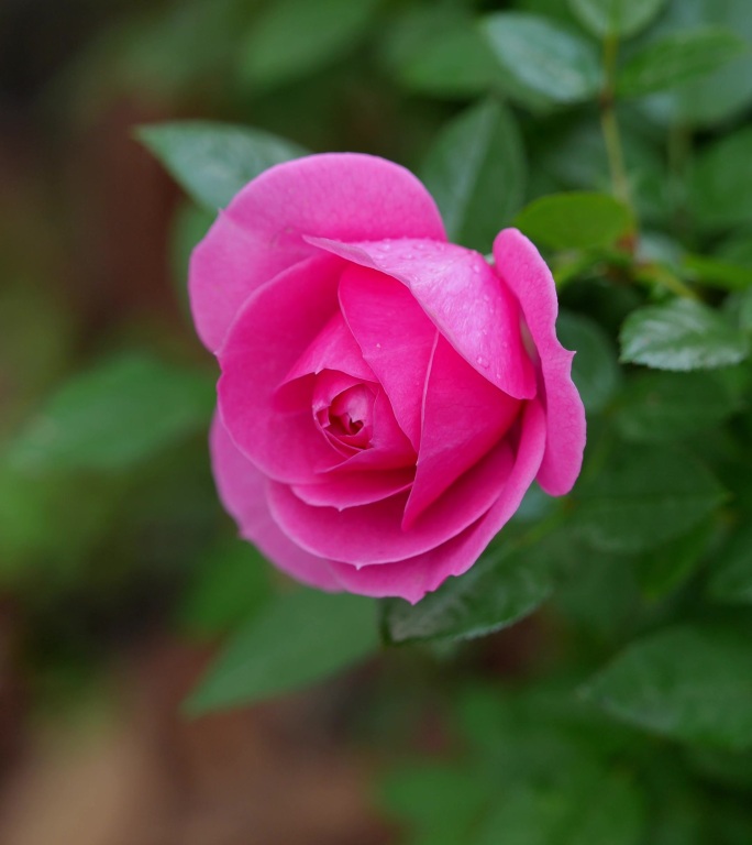 娇艳粉玫月季写镜头